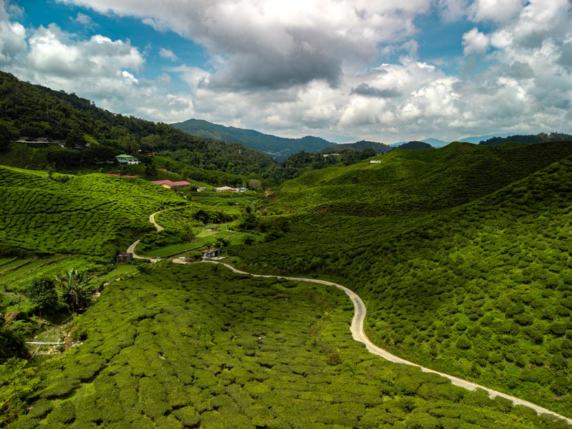 Plantaciones de té en Cameron Highlands, otro indispensable en el itinerario por Malasia