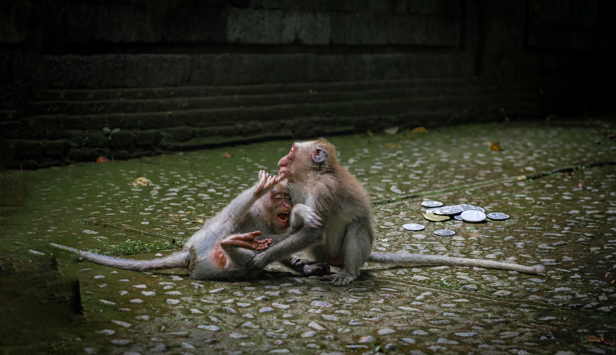 dos monos con rupias indonesias de fondo