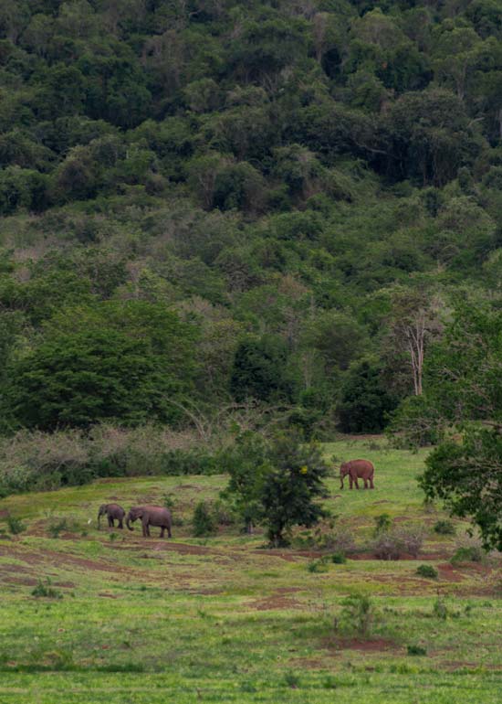Manada de elefantes en libertad en el Parque Nacional de Kui Buri