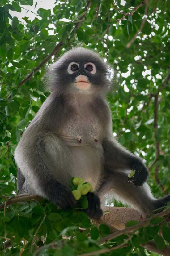 Un mono langur con su peculiar antifaz, una de las cosas más bonitas que ver en Prachuap Khiri Khan