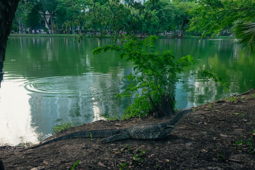 Un varano paseando a sus anchas por la orilla del lago de Lumphini Park, algo curiosos que ver en Bangkok